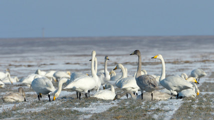 Obraz premium Whooper Swans Flock