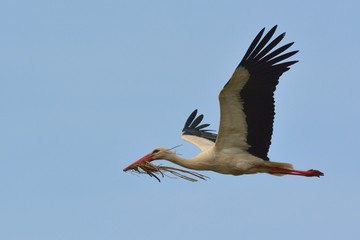 White Stork in Flight
