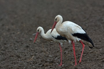 White Stork on Field