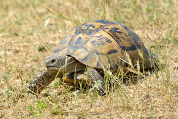 Spur thighed tortoise (Testudo graeca) on the ground