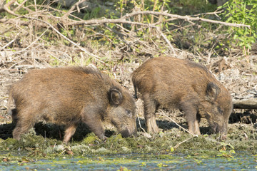 Wild Boar Cubs searching food on water shore