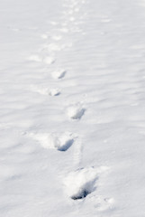 足跡　雪　素材