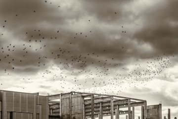 flock of birds above the building site
