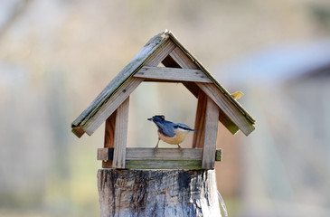 Eurasian Nuthatch Sitta europaea sitting at the bird house in the garden.