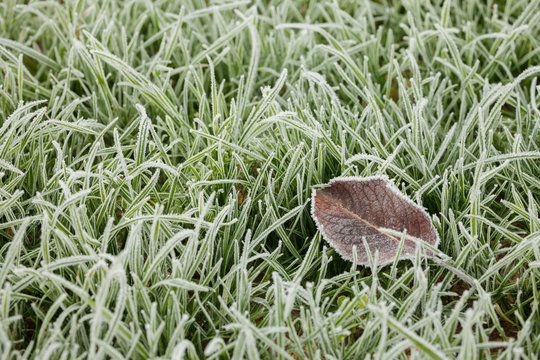frost grass after a cold night in winter