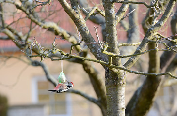 Fototapeta premium Great Spotted Woodpecker sitting on the bird feeder in the garden.