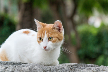 A kitten of white-red color sitting on a rock. Close-up.