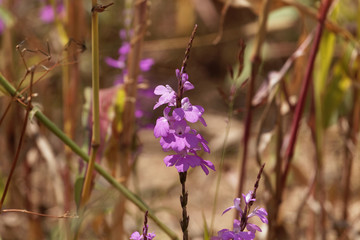 Flowers of giant witchweed (Striga hermonthica)