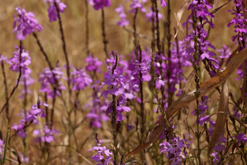 Naklejka premium Flowers of giant witchweed (Striga hermonthica)