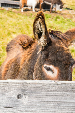 Esel Close-up