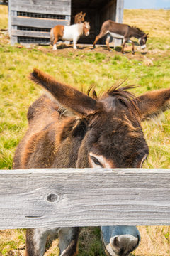 Esel Close-up