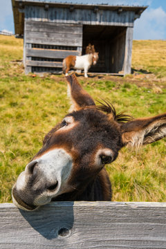 Esel Close-up