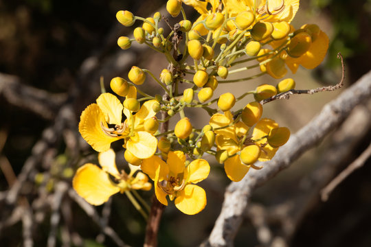 Flowers of a Caesalpinia siamea