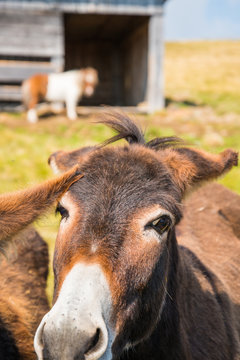 Esel Close-up