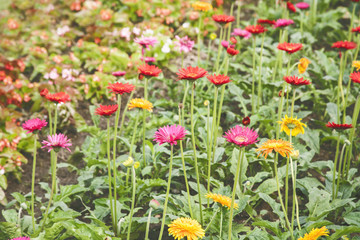 Obraz na płótnie Canvas Colorful gerbera flower in garden 