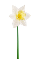 Spring floral border, beautiful fresh daffodils flowers, isolated on white background