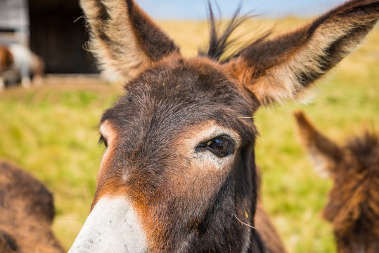 Esel Close-up