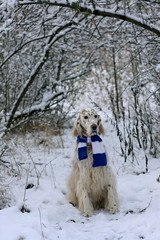 English setter - spotty white dog of hunting breed sitting in the frozen snowy forest, wearing warm scarf