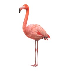 realistic 3d render of american flamingo - obrazy, fototapety, plakaty