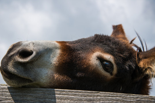 Esel Close-up