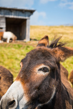 Esel Close-up