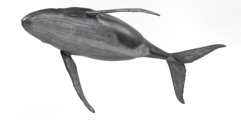 Realistic 3D Render of Humpback Whale