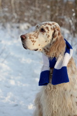 Fashionable dog: english setter profile face portrait close up on white snw background