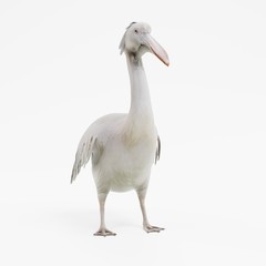 Realistic 3D Render of Pelican