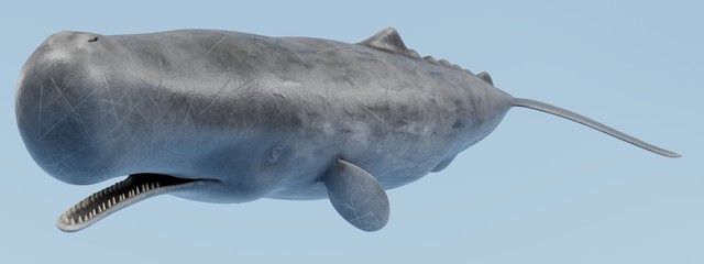 Realistic 3D Render of Sperm Whale © bescec