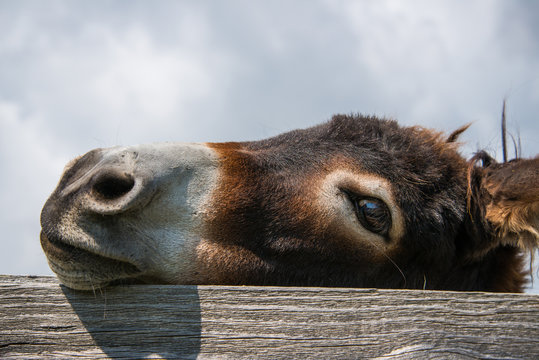 Esel Close-up