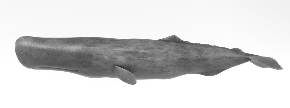 Realistic 3D Render of Sperm Whale