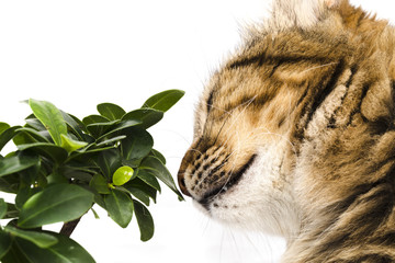 portrait of a cat close-up, fuzzy sniff of a bonsai tree, photo isolated on a white background