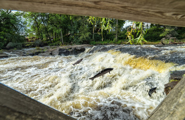 Spawning sea trouts in Sweden