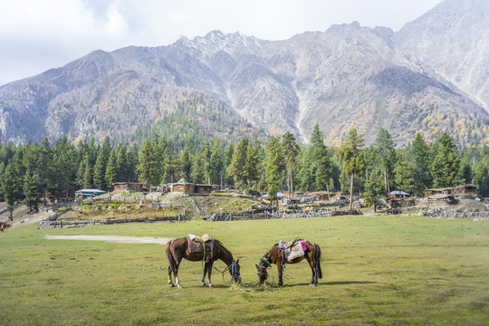 Landscape photo of Fairy Meadows, Gilgit, Pakistan