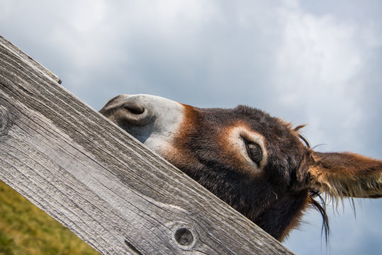 Esel Close-up