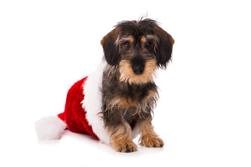 Dackelwelpe sitzt in Weihnachtsmütze