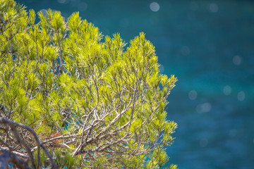 PIne tree on the cliff