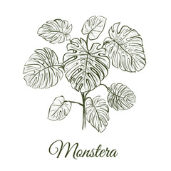 Monstera plant skech. Monstera hand drawing. 