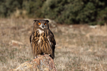Eagle owl