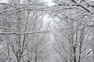 Snow Covered Trees and Branches