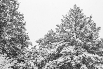 Large Snow Covered Trees in Black and White, High Contrast