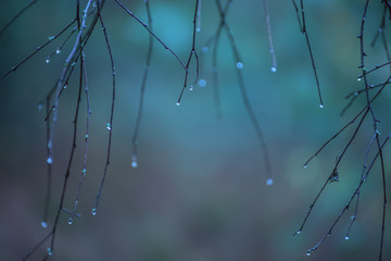 Branches with drops. natural natural background of a blue cold shade.
