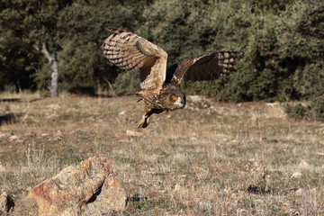 Eagle owl