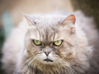 Naklejka na ściany i meble head shot photograph from face and yellow eye from beauty female gray persian cat with long hair sit in garden with soft focus background