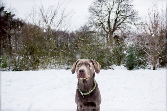 Silberner Labrador verwirrt vom Schnee