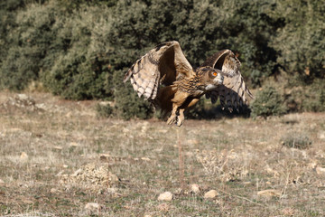 Eagle owl