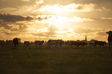 Kühe rennen verspielt auf einem Feld umher, im Gegenlicht bei Sonnenuntergang, Niederlande