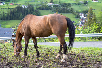 Obraz premium Brown horse on the meadow