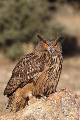 Eagle owl