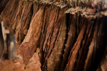 Hoja de tabaco